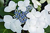 HYDRANGEA MACROPHYLLA VEITCHII