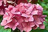 HYDRANGEA MACROPHYLLA PARSIFAL