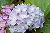 HYDRANGEA MACROPHYLLA EUROPA