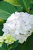 HYDRANGEA MACROPHYLLA MADAME EMILE MOUILLERE