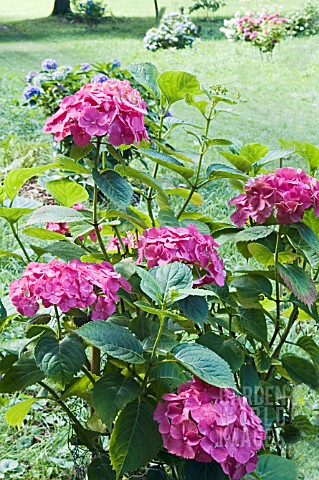 HYDRANGEA_MACROPHYLLA_ALTONA