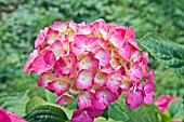 HYDRANGEA MACROPHYLLA ALTONA