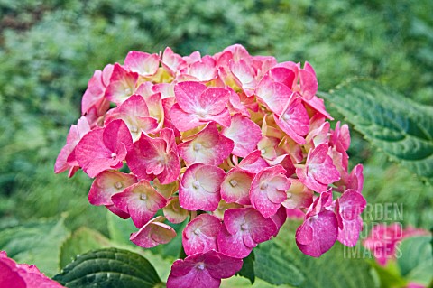 HYDRANGEA_MACROPHYLLA_ALTONA