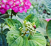 LADYBIRD ON HYDRANGEA MACROPHYLLA ALTONA