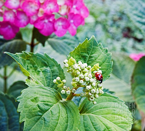 _LADYBIRD_ON_HYDRANGEA_MACROPHYLLA_ALTONA