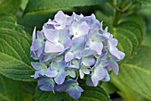 HYDRANGEA MACROPHYLLA EUROPA