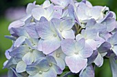 HYDRANGEA MACROPHYLLA EUROPA