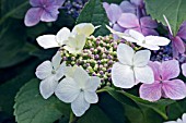 HYDRANGEA MACROPHYLLA BENELUX