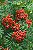 SORBUS ACUPARIA FASTIGIATA   BERRIES