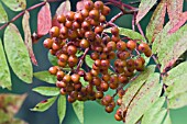 SORBUS COMMIXTA   BERRIES