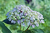 HYDRANGEA MACROPHYLLA AYESHA