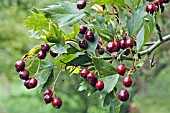 BERRIES ON CRATAEGUS DSUNGARICA