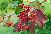 BERRIES ON VIBURNUM OPULUS