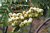 BERRIES ON SORBUS CASHMIRIANA