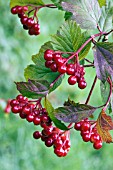 BERRIES ON VIBURNUM OPULUS