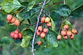 BERRIES ON CRATAEGUS COCCINIOIDES