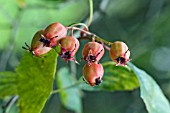 BERRIES ON CRATAEGUS COCCINIOIDES