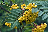 SORBUS SUNSHINE, BERRIES)