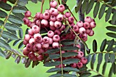 SORBUS VILMORINII, SHOWING BERRIES AND FOLIAGE