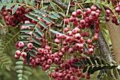 BERRIES ON SORBUS VILMORINII