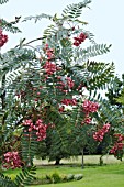 SORBUS VILMORINII