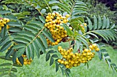 BERRIES ON SORBUS SUNSHINE