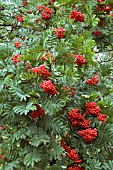 BERRIES ON SORBUS MUNDA