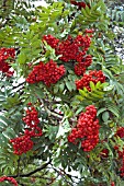 BERRIES ON SORBUS ACUPARIA FASTIGIATA