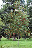 SORBUS AUCUPARIA VAR. EDULIS ROSSICA MAJOR