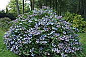 HYDRANGEA MACROPHYLLA DEUTSCHLAND