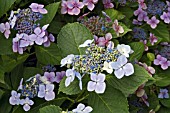 HYDRANGEA MACROPHYLLA DEUTSCHLAND