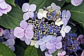 HYDRANGEA MACROPHYLLA DEUTSCHLAND