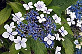 HYDRANGEA SERRATA GRAYSWOOD