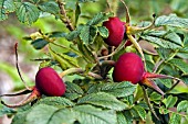 ROSEHIPS ON ROSA  FRU DAGMAR HASTRUP