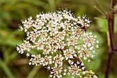 HOVERFLY ON ANTHRISCUS SYLVESTRIS (COW PARSLEY) FLOWER