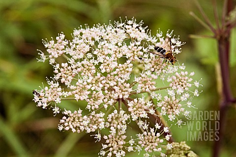 HOVERFLY_ON_ANTHRISCUS_SYLVESTRIS_COW_PARSLEY_FLOWER