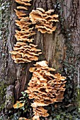 SULPHUR POLYPORE FUNGUS GROWING ON TREE TRUNK