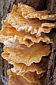 SULPHUR POLYPORE FUNGUS GROWING ON TREE TRUNK