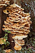 SULPHUR POLYPORE FUNGUS GROWING ON TREE TRUNK