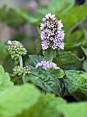 MENTHA X PIPERATA CITRATA GRAPEFRUIT