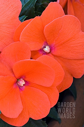 IMPATIENS_NEW_GUINEA_HARMONY