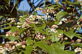 CLERODENDRUM TRICHOTOMUM