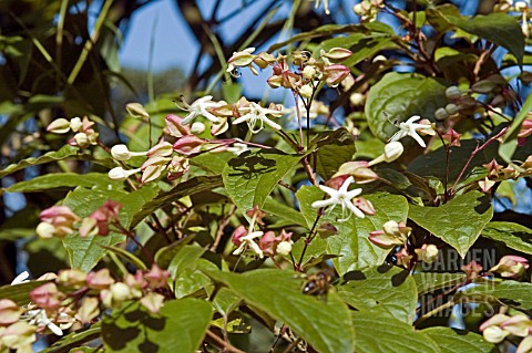 CLERODENDRUM_TRICHOTOMUM