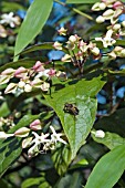 BEE ON CLERODENDRUM TRICHOTOMUM