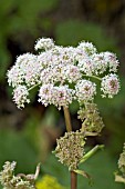 ANGELICA SYLVESTRIS