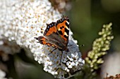 SMALL TORTOISESHELL BUTTERFLY ON BUDDLEIA DAVIDI PEACE