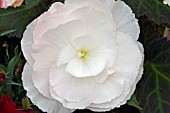 BEGONIA NON STOP SERIES APPLEBLOSSOM