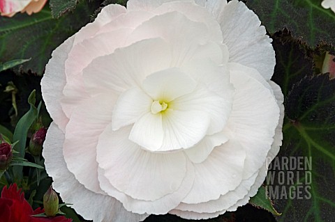 BEGONIA_NON_STOP_SERIES_APPLEBLOSSOM