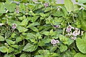 MENTHA X PIPERATA CITRATA GRAPEFRUIT