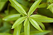 ALOYSIA TRIPHYLLA